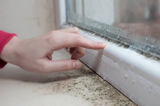 Best Mold Damage Restoration  in USA